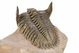 Detailed Metacanthina Trilobite - Lghaft, Morocco #251911-3